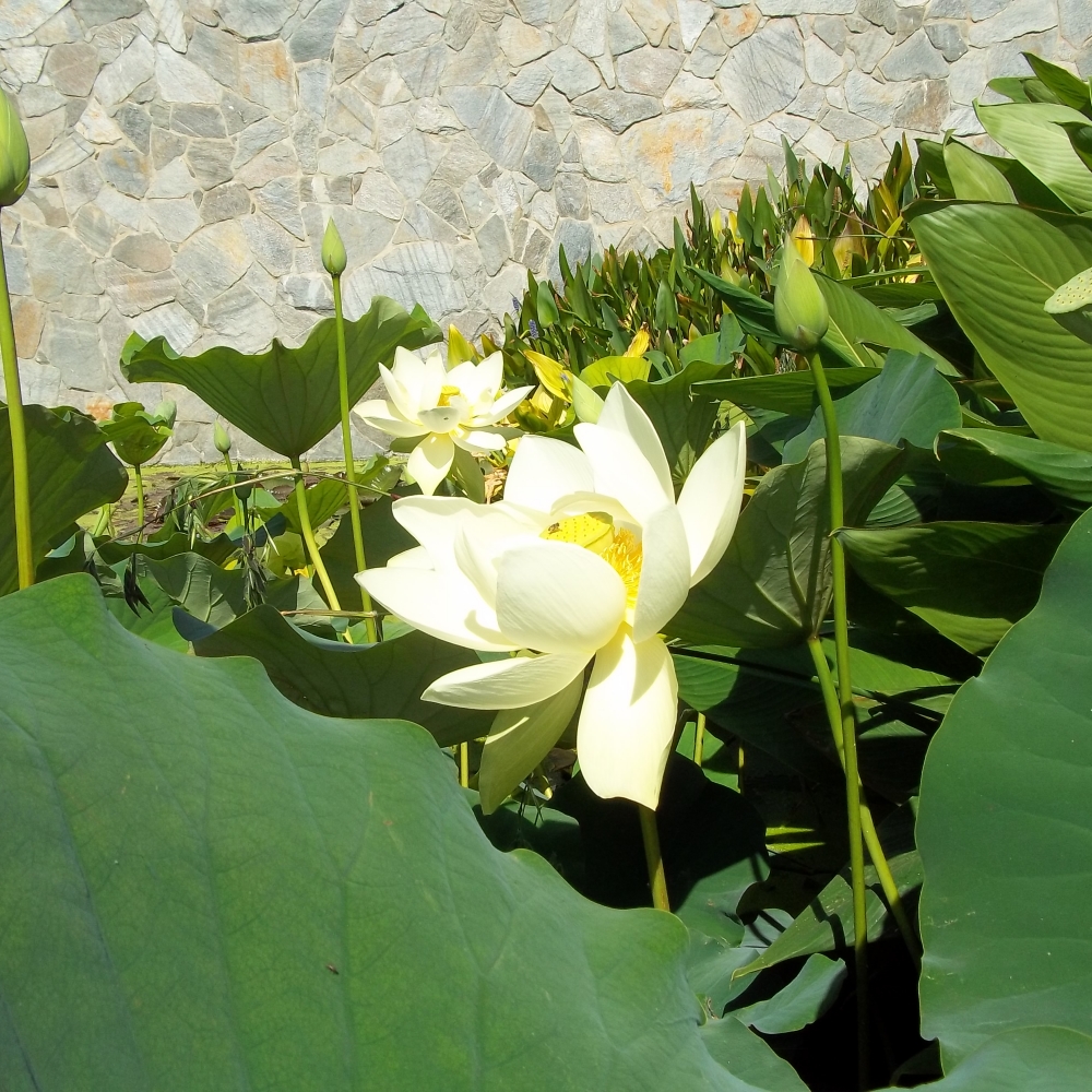 Water display garden with blooming lotus